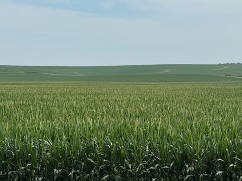 Lush green cornfield stretches across rolling hills under a clear sky, showcasing agricultural abundance and land use.
